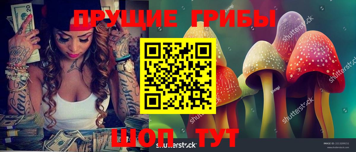 Псилоцибиновые грибы Psilocybe Кудрово
